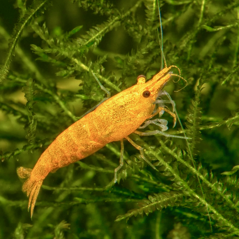 Krabben-Kreeften-Garnalen